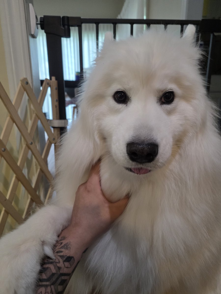 JKiyoshiL's tweet photo. @sairaspooks Mochi says hello back! https://t.co/Gcl53Z64Ji