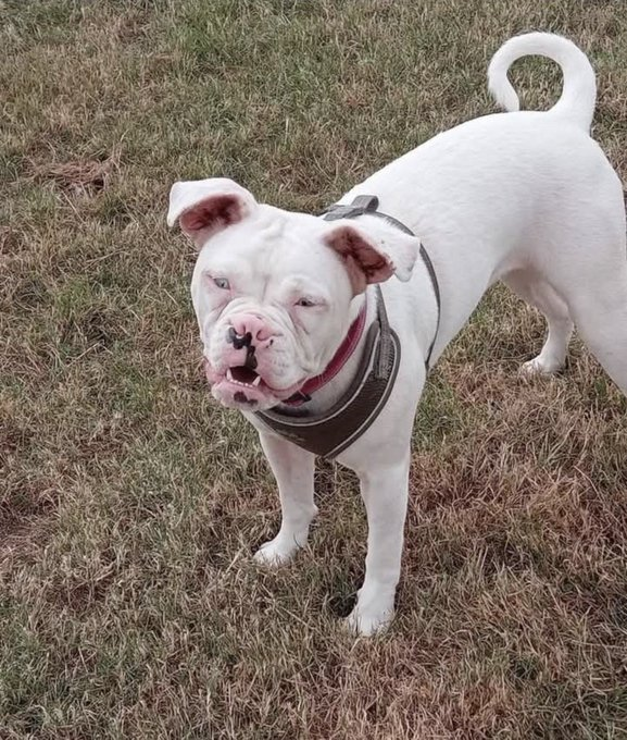 millypod1's tweet photo. XENA IS HOME. THANKS FOR RT's 😊🐕🐾

🆘1 OCT 2026 #Lost Xena #ScanMe
American Bulldog Female 
#Brackenhall #Huddersfield area #HD2 #WestYorkshire #Yorkshire 
No collar please report sightings* 
https://t.co/vrqQ8XcRDD https://t.co/f39IVwaQpl