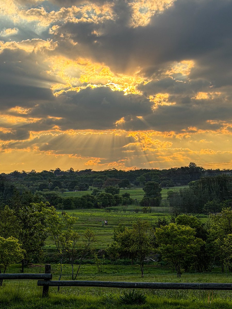 UlrichJvV's tweet photo. There’s no other place with sunsets like Johannesburg! What a view! 🤩🌳 https://t.co/Ma1rBcVzkE