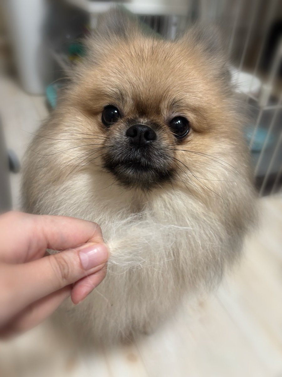 ammo0919's tweet photo. なんで1日ブラッシングサボっただけなのに、こんなに大きい毛玉できるの？🙄

#犬との生活 
#ポメラニアンが世界一可愛い https://t.co/rT9y4hPaZf
