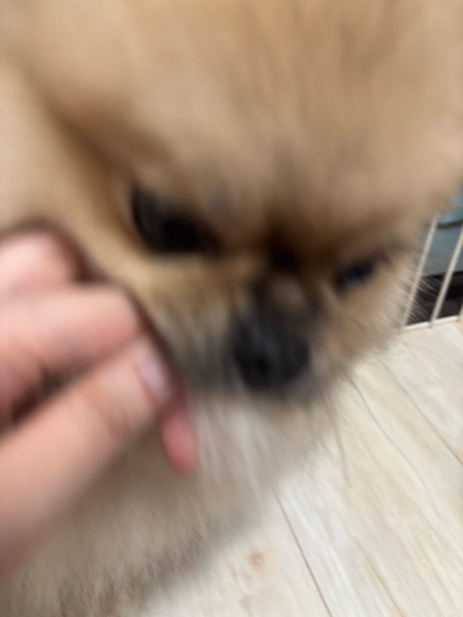 ammo0919's tweet photo. なんで1日ブラッシングサボっただけなのに、こんなに大きい毛玉できるの？🙄

#犬との生活 
#ポメラニアンが世界一可愛い https://t.co/rT9y4hPaZf