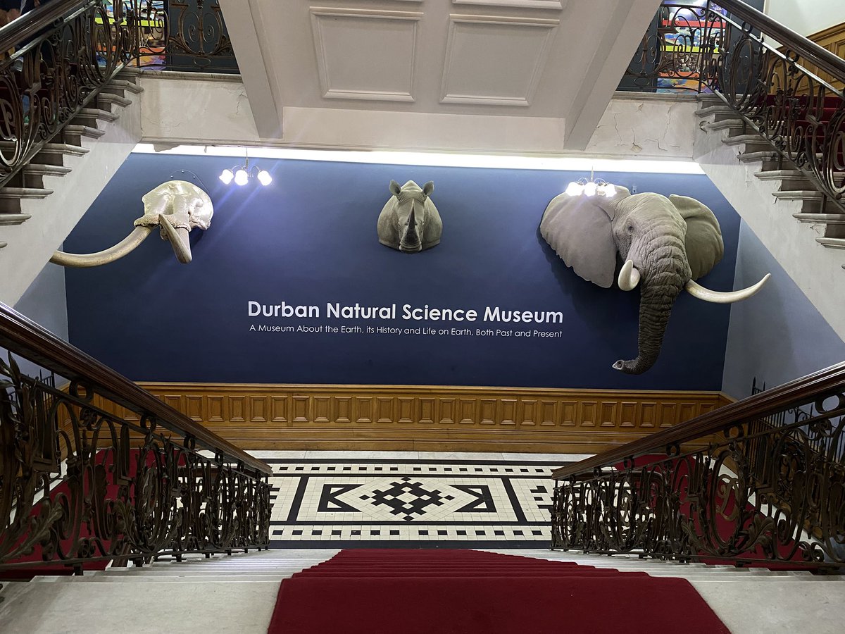 LBMancoba's tweet photo. Students explore wildlife exhibits at the Durban Natural Science Museum as the city marks World Animal Day. The event highlights South Africa’s natural heritage and the importance of protecting wildlife.

#WorldAnimalDay #Durban #Wildlife #Conservation https://t.co/3jzoFFJZX3