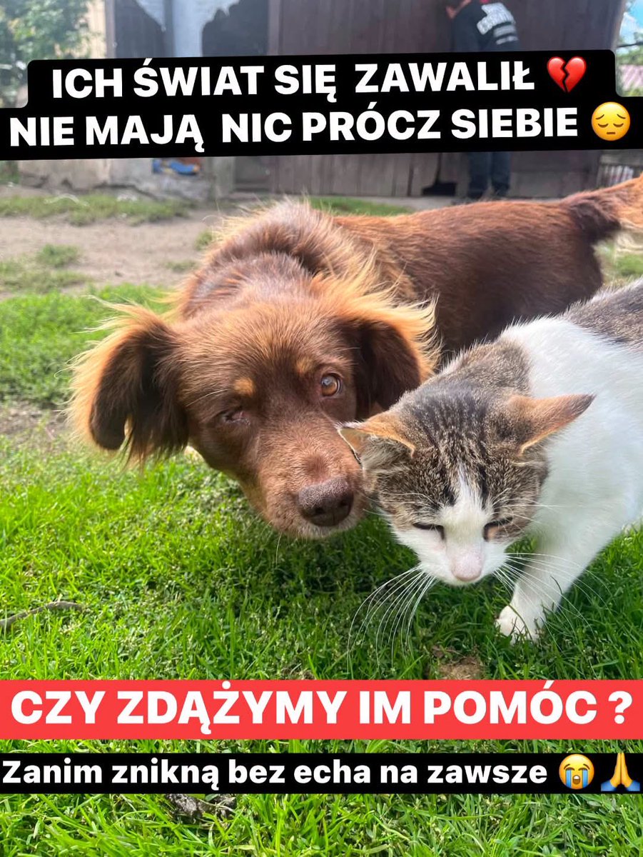 MagdalenaLesni5's tweet photo. 💔DWA MALEŃKIE ZŁAMANE SERCA💔
JEDNA WIELKA TRAGEDIA. TO NIE PRZESZŁOŚĆ — TO DZIEJE SIĘ TERAZ. 💔😭

https://t.co/C5DfYoVDm0 https://t.co/L8Nk0JMiP2