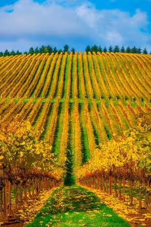 GoDucksnet's tweet photo. Don't cry because summer is over
Be happy you're not a UW or USC fan this Autumn
We run the #BestCoast https://t.co/FFeg6BNjl9