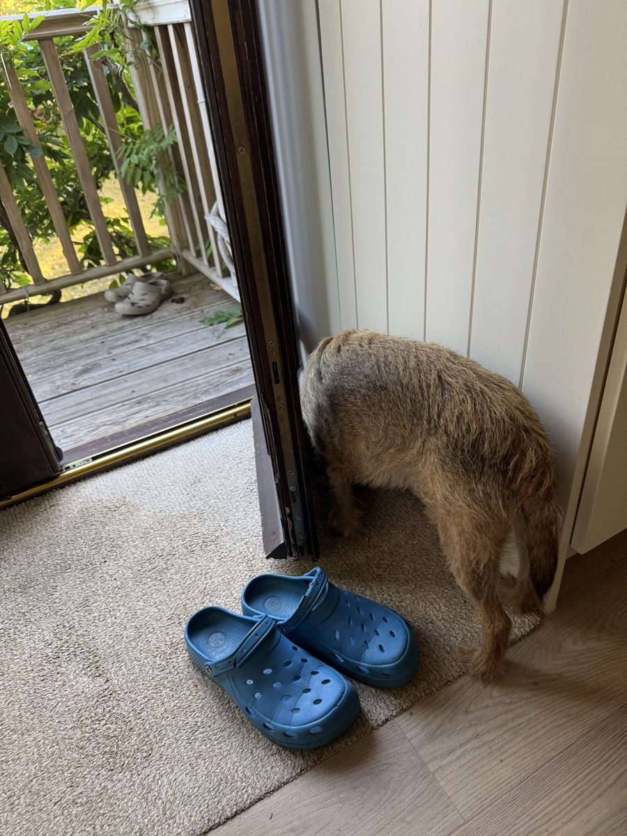 claptonterrier's tweet photo. Gotta protek yoos dinner pals…. https://t.co/hdWC9q7rmw