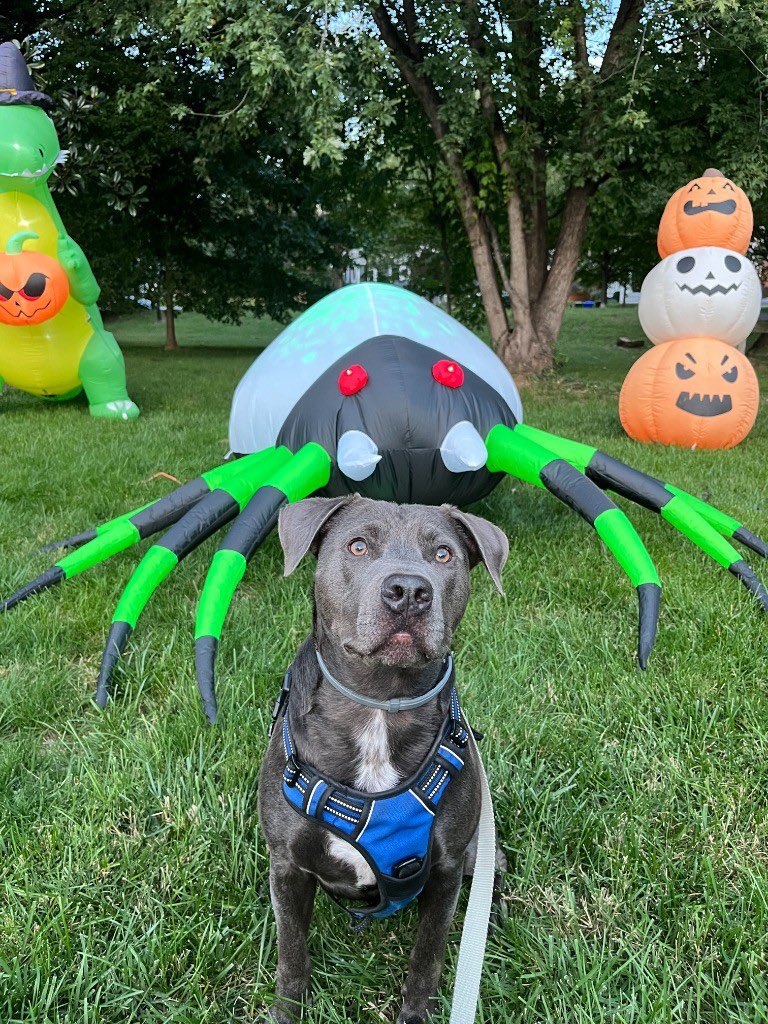 Dubs4Mutts's tweet photo. 🐕‍🦺 Kingston ♥️ wishes everyone a very ✨Happy Friday✨He has been enjoying his adventures with the dog walker but he is excited about humom coming back home this weekend! 🤩 #EndBSL https://t.co/7PnecZBjCo