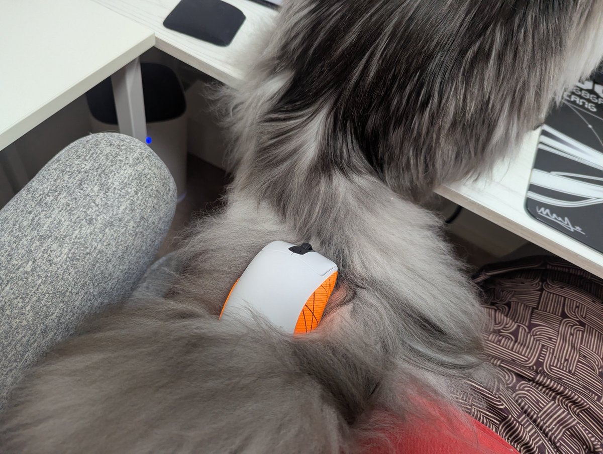 IMS1212's tweet photo. めいくんでっっかいけど絶対に爪立てない優しい子 https://t.co/GC9E8TPkS5