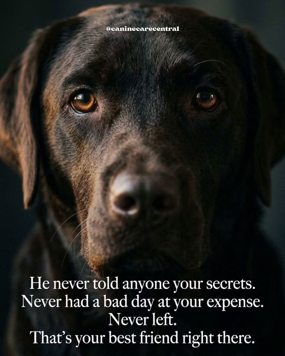 ShadowDogDesign's tweet photo. He never told any one your secrets. Never had a bad day at your expense. Never left. That's your best #friend right there.
#Dogs #Dog #BestFriend #GoodDog #FaithfulFriend #LoveDogs #DogsAreLove https://t.co/DeVJHuxdaf