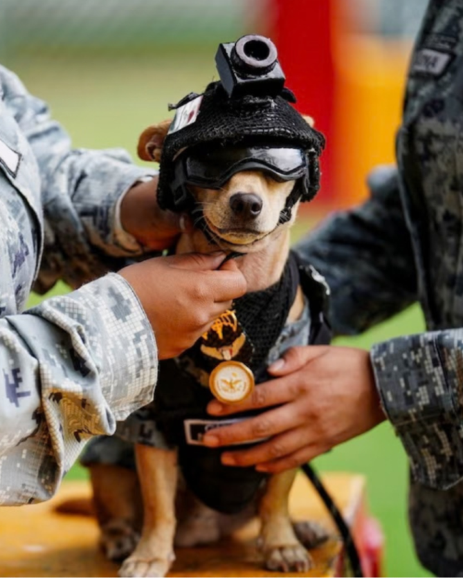 NoHoVet's tweet photo. 🐾 Meet Comando, Mexico’s tiny but mighty search-and-rescue Chihuahua! 🇲🇽 At just 15 lbs, he’s proving courage comes in every size.

Read full article here:
https://t.co/2R1MeLwQQK https://t.co/aXbLaYrfMB