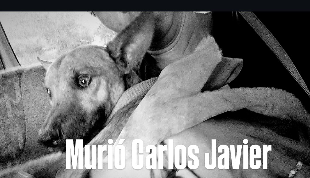 MargaritaPets's tweet photo. Murió el perrito quemado brutalmente en San Juan, #islademargarita. Su cuerpecito no resistió. Tenía quemaduras de tercer grado. Su cuadro respiratorio se complicó. Venezuela necesita reforma urgente del Códigp Penal y las leyes de protección Animal. #justiciaparacarlosjavier https://t.co/B7wTpG2CtH