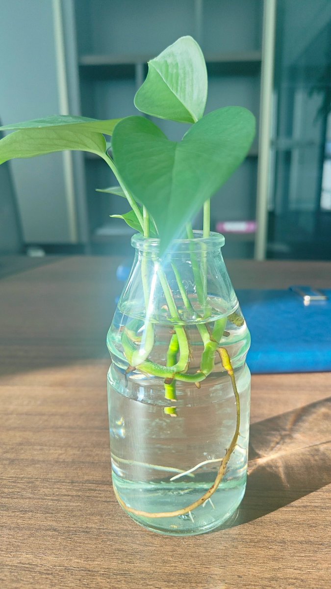 AdrianaWorkpya's tweet photo. Cambia el agua de tus plantas acuáticas cada 3 días para mantenerlas frescas y sin malos olores ， https://t.co/jKx0wVxj2g