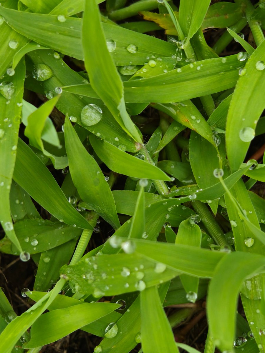 aysapnur's tweet photo. [Dancing lightly with the breeze, I touch a tender clover—this moment of quiet joy makes my day brighter!]， https://t.co/lfgwz8Irqx