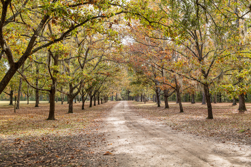 SC_State_Parks's tweet photo. Ramsey Grove State Park is now open to the public as part of a limited soft opening. During this initial phase, park grounds are open Monday through Friday from 8 a.m. to 5 p.m., except during scheduled SCDNR-managed hunts. Plan your adventure at https://t.co/dgnPVf40rV. https://t.co/yLiXyMkpiL