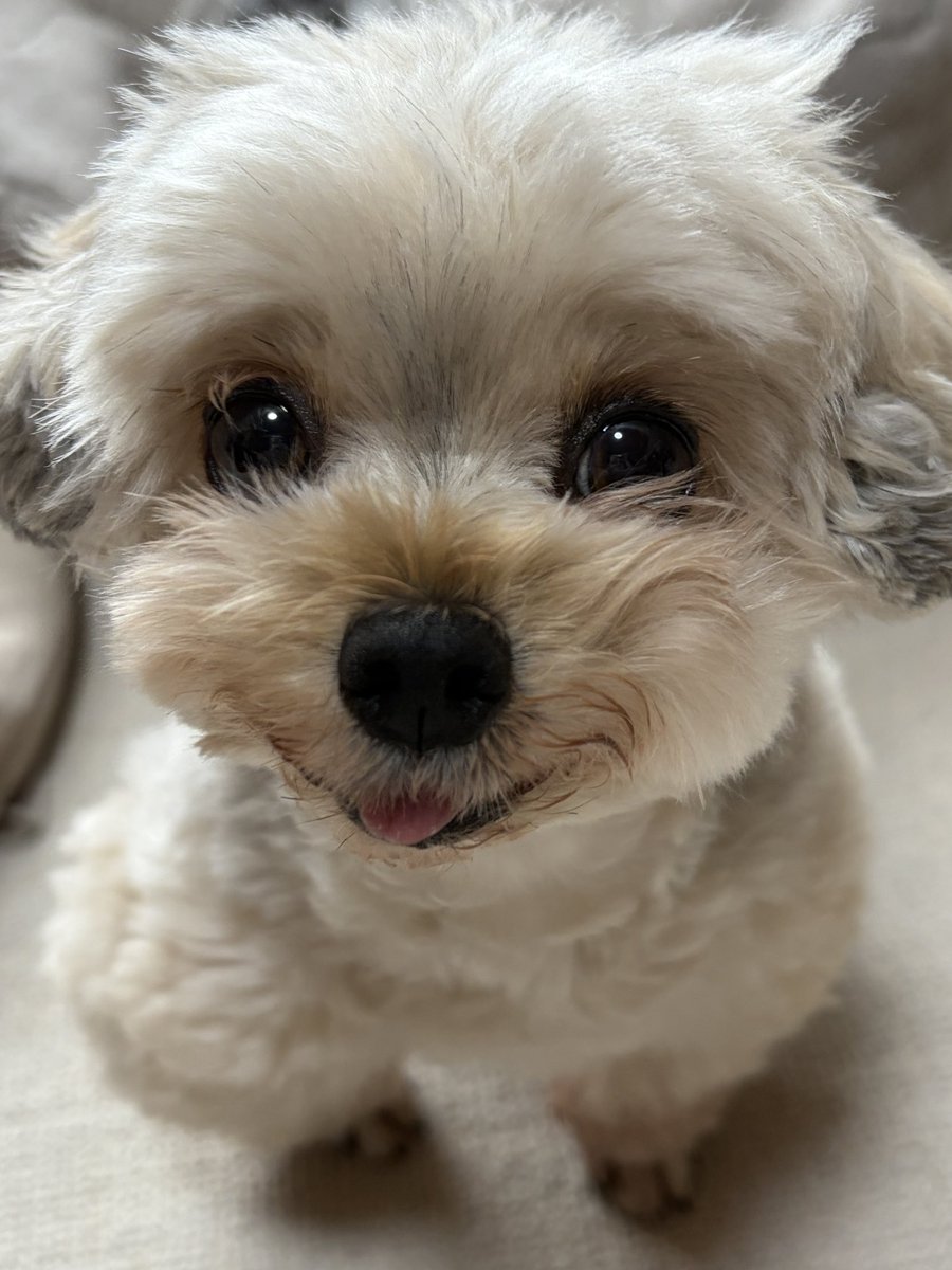 potage_0924's tweet photo. 犬は寝癖が酷くてヨレヨレでもかわいい https://t.co/Zp8gBPqFP6