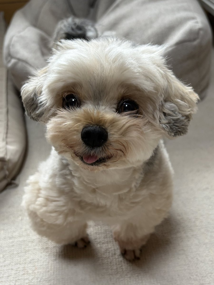 potage_0924's tweet photo. 犬は寝癖が酷くてヨレヨレでもかわいい https://t.co/Zp8gBPqFP6