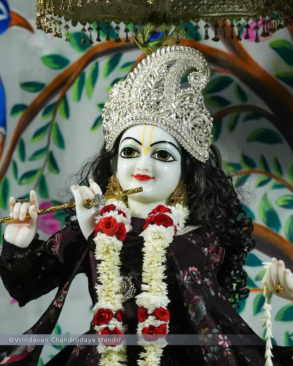 VCMVrindavan's tweet photo. Tonight's Shayana Darshan of Sri Radha Vrindavanchandra - 02 Oct 2026 

#vrindavan #vrindavanchandrodayamandira #Krishna #Radha https://t.co/WCDH9uVT8i
