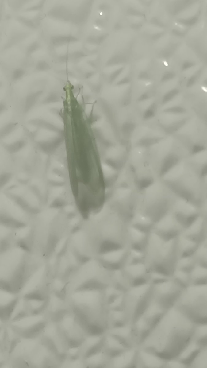 Kosndylus's tweet photo. Found what I think is a green lace wing awhile back and when down a rabbit hole of how many diffrent species there are #bugtwt https://t.co/g4xNP43ORA