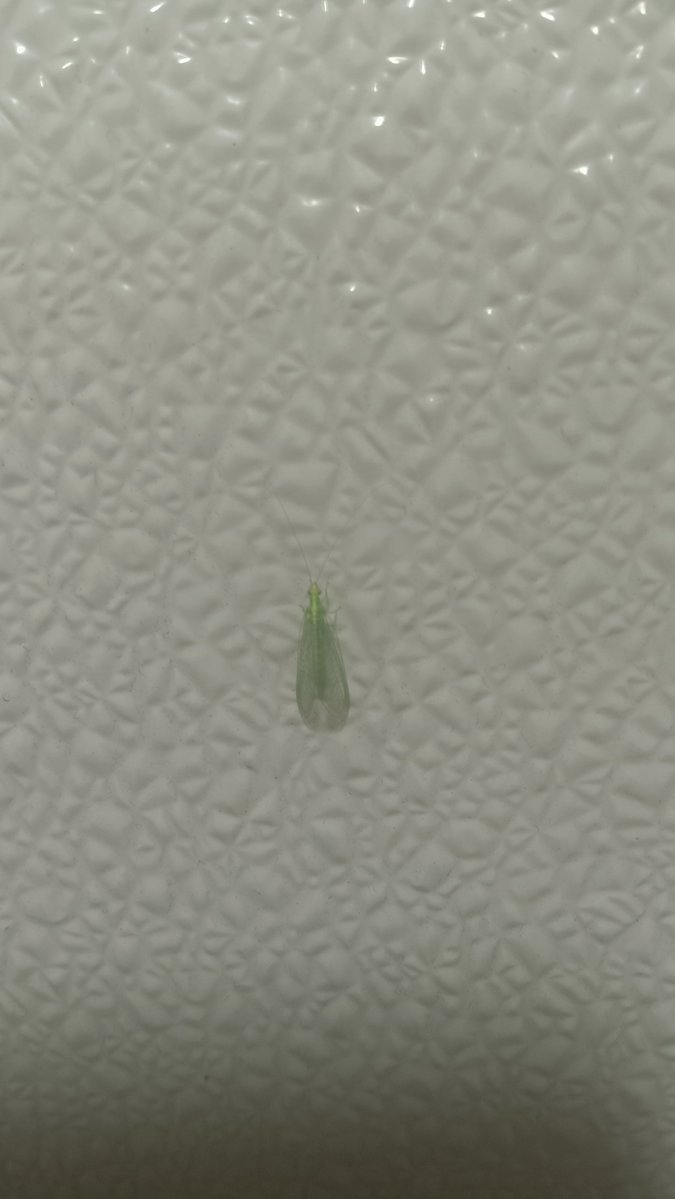 Kosndylus's tweet photo. Found what I think is a green lace wing awhile back and when down a rabbit hole of how many diffrent species there are #bugtwt https://t.co/g4xNP43ORA