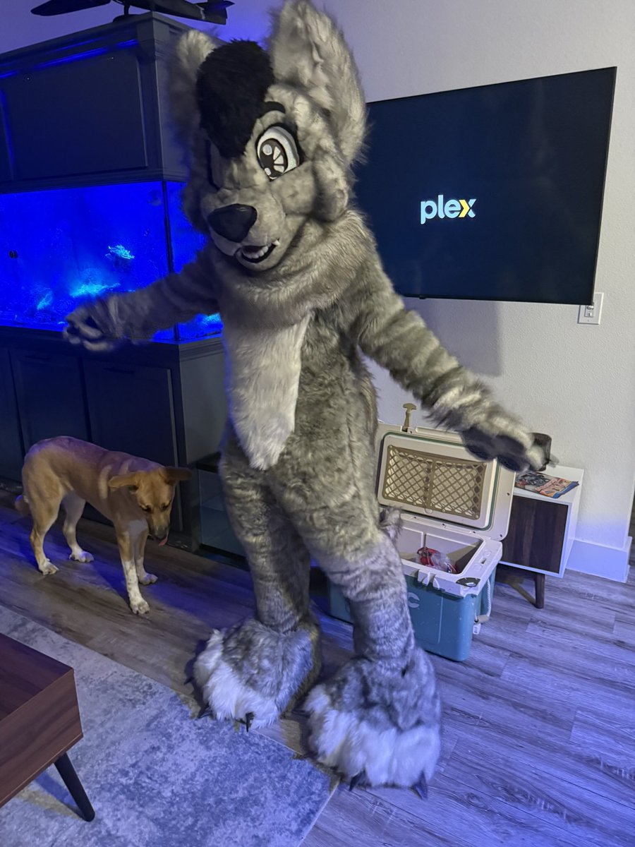 Beevbro's tweet photo. Happy #fursuitfriday !! Lordy I need to find someone local to DFW who can adjust the bodysuit to actually fit me :P Awoo to the smol friends :D https://t.co/vcxlUopJqE