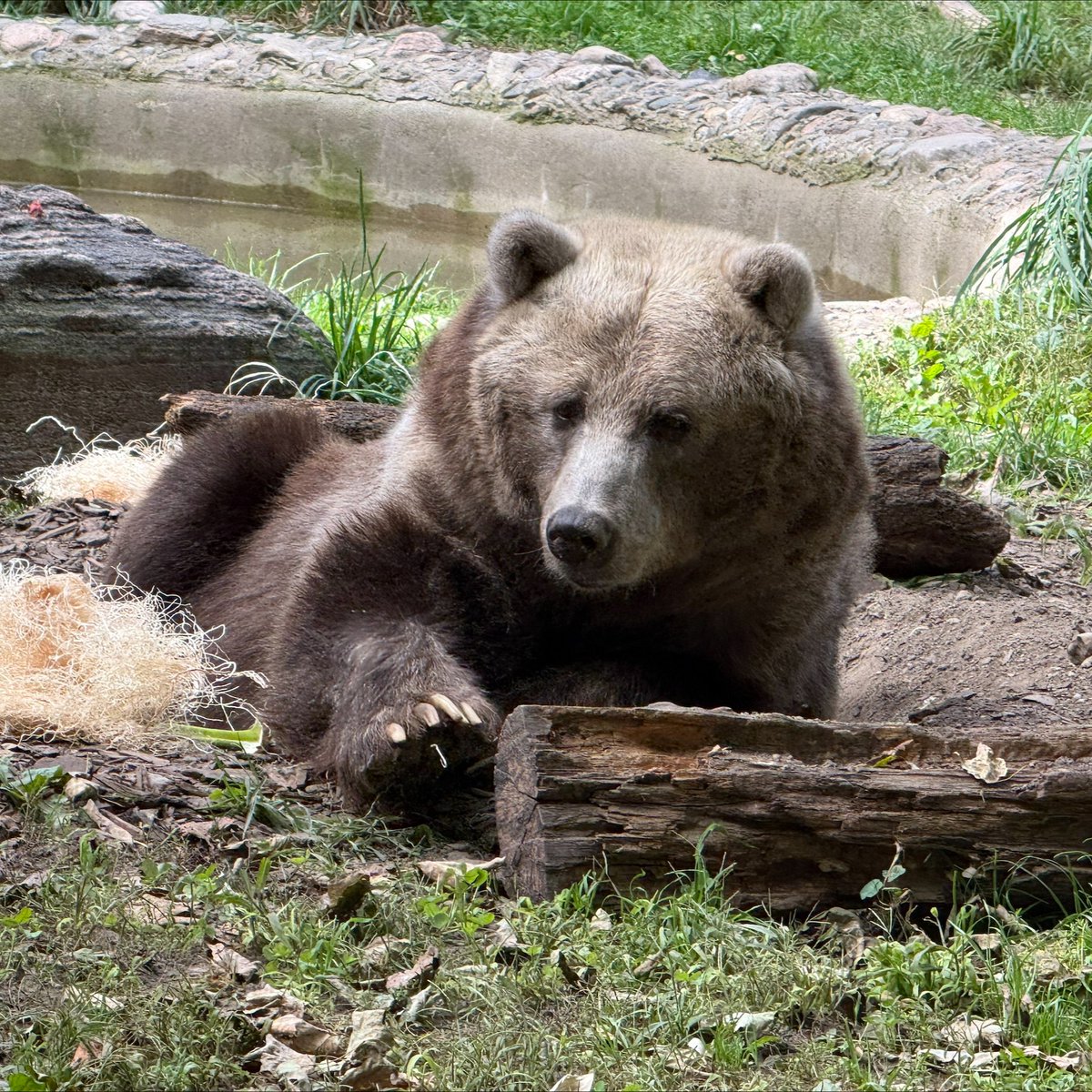TheTorontoZoo's tweet photo. Shintay Fall Update 🐻💤

With temperatures dropping and leaves changing, Shintay is beginning to show some early signs that winter is on the way 🍂

Our Zoo team is currently monitoring Shintay closely as she prepares for her winter torpor. 

Read more ⬇️
https://t.co/mkpxAgaJTo https://t.co/WRnjS3qc0t