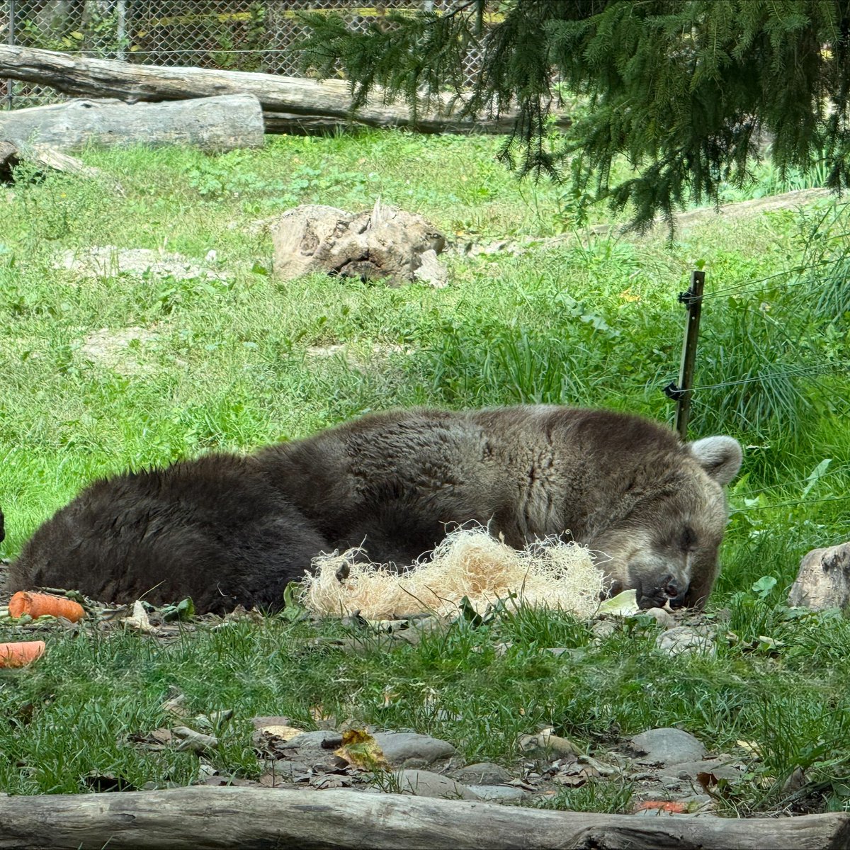 TheTorontoZoo's tweet photo. Shintay Fall Update 🐻💤

With temperatures dropping and leaves changing, Shintay is beginning to show some early signs that winter is on the way 🍂

Our Zoo team is currently monitoring Shintay closely as she prepares for her winter torpor. 

Read more ⬇️
https://t.co/mkpxAgaJTo https://t.co/WRnjS3qc0t
