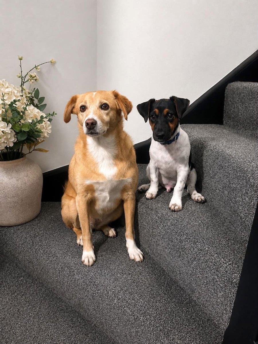 millypod1's tweet photo. 🆘1 OCT 2026 #Lost Nellie #ScanMe 
Ginger &amp; White Cross Breed Female
Kettlebrook Nature Reserve #Tamworth #Staffordshire
#B77  SEEN: Clipped by car on old #A5 and ran across Morrison car park at 11.45 nothing since
https://t.co/c7tOEzI79I https://t.co/hQOeXc5wDM