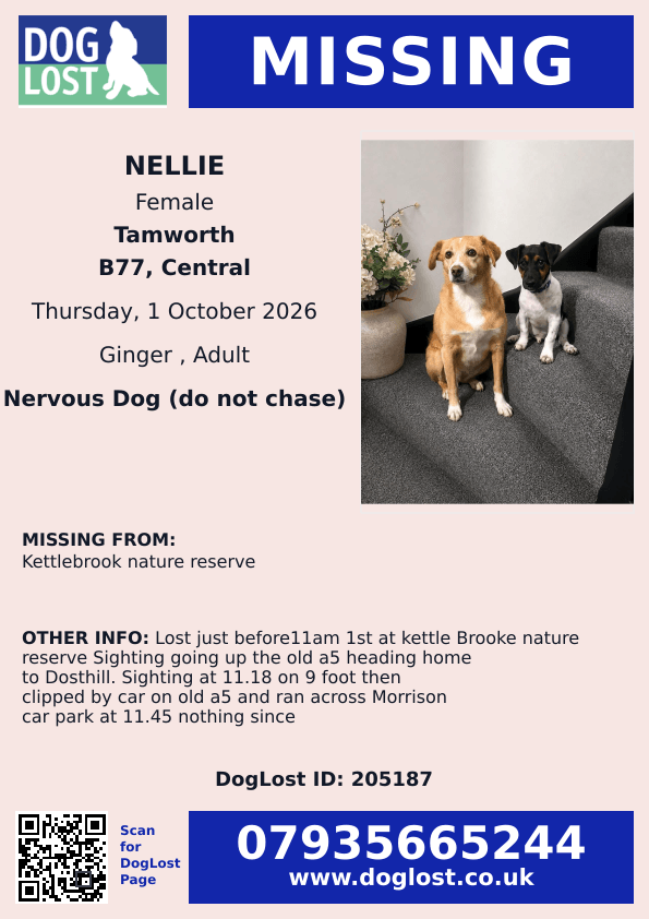 millypod1's tweet photo. 🆘1 OCT 2026 #Lost Nellie #ScanMe 
Ginger &amp; White Cross Breed Female
Kettlebrook Nature Reserve #Tamworth #Staffordshire
#B77  SEEN: Clipped by car on old #A5 and ran across Morrison car park at 11.45 nothing since
https://t.co/c7tOEzI79I https://t.co/hQOeXc5wDM