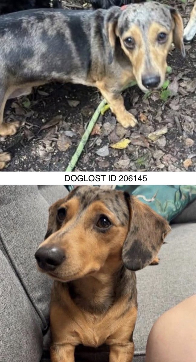 millypod1's tweet photo. 🆘28 SEPT 2026 #Lost Trevor #ScanMe #STOLEN??
Dachshund Cross Male #SausageArmy 
Nervous Dog (do not chase) #STILLMISSING
Coupland Drive #HindleyGreen #Wigan #GreaterManchester #WN2 https://t.co/0l0v2D32xI https://t.co/PA5wQlOUa8