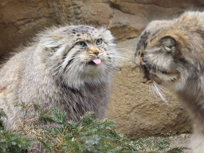 cull_trade's tweet photo. Pallas's cat (Otocolobus manul), also called manul, is a small wild cat with long and dense light grey fur, and rounded ears set low on the sides of the head. Its head-and-body length ranges from 46 to 65 cm (18 to 26 in) with a 21–31 cm (8.3–12.2 in) long bushy tail. https://t.co/cQkoM33Iwn