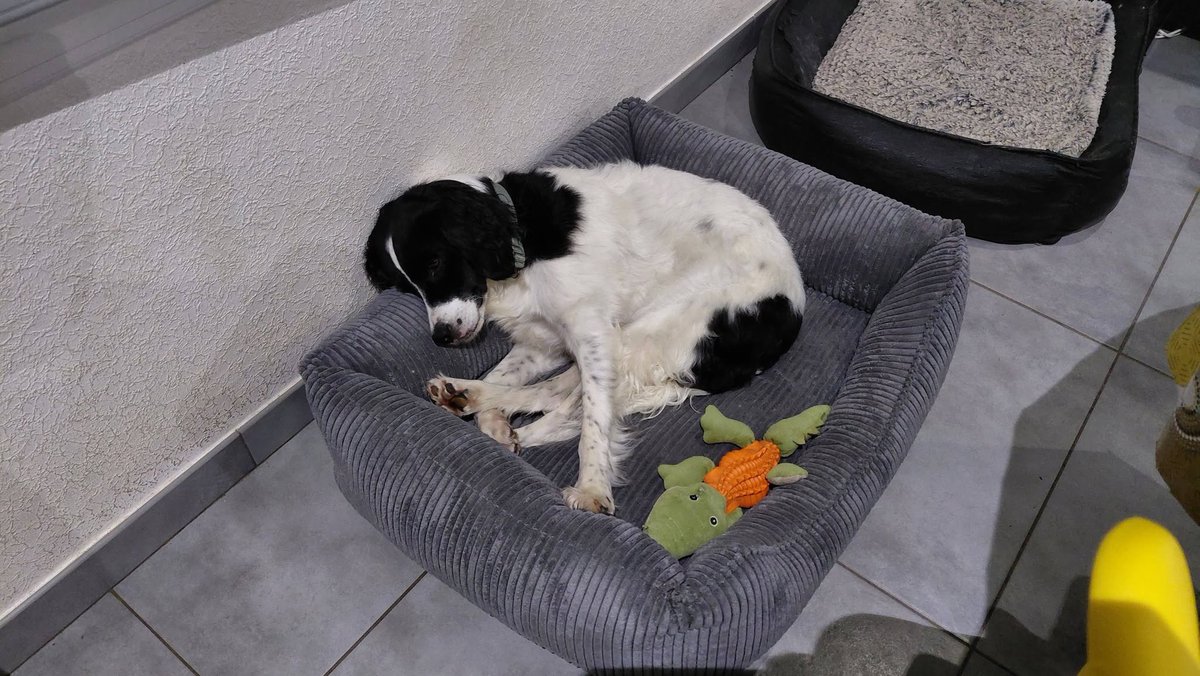 FBB_Officiel's tweet photo. Ils ont trouvé leur famille !
La Fondation Brigitte Bardot est heureuse de vous donner des nouvelles de Stinger qui a trouvé une famille !
Voici des photos de son nouveau foyer et le témoignage de sa nouvelle famille :
« Un coucou de Stinger adopté il y a 3 ans. C'est un amour.
Aujourd'hui avec nous sur le GR65 en rando itinérante pour 8 jours. Tout va bien.
Bonne chance à tous vos protégés et merci à la Mare Auzou de m'avoir fait confiance. »
👉 Après avoir connu l’abandon, la souffrance et la maltraitance, ils sont enfin épanouis et heureux dans leurs nouvelles familles !
Adopter un animal dans un refuge, c’est lui offrir une belle vie au sein d’une nouvelle famille où il sera heureux et en bonne santé.
➡ N’ACHETEZ PAS, ADOPTEZ, OFFREZ-LEUR UNE SECONDE VIE !
📞 Service adoption : 01 34 86 23 70
📧 adoptions@fondationbrigittebardot.fr
🖥 https://t.co/qjBXe8PbWx