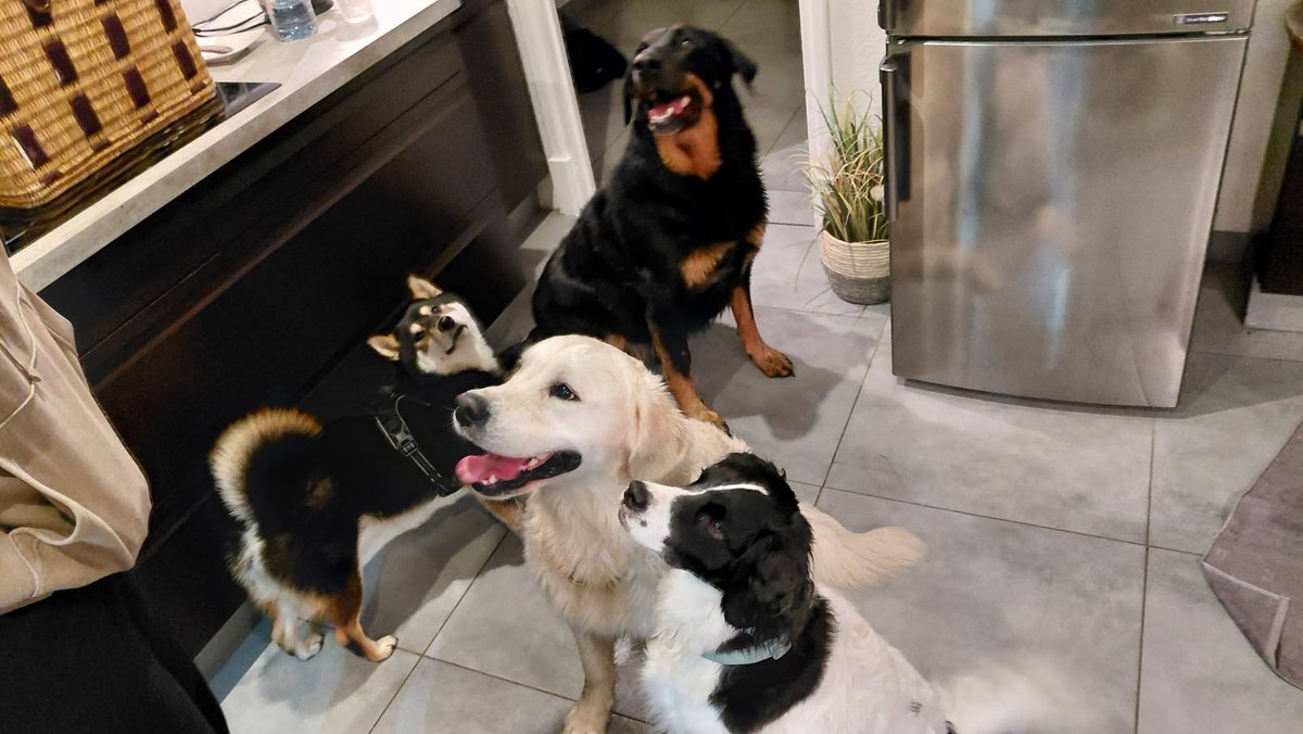 FBB_Officiel's tweet photo. Ils ont trouvé leur famille !
La Fondation Brigitte Bardot est heureuse de vous donner des nouvelles de Stinger qui a trouvé une famille !
Voici des photos de son nouveau foyer et le témoignage de sa nouvelle famille :
« Un coucou de Stinger adopté il y a 3 ans. C'est un amour.
Aujourd'hui avec nous sur le GR65 en rando itinérante pour 8 jours. Tout va bien.
Bonne chance à tous vos protégés et merci à la Mare Auzou de m'avoir fait confiance. »
👉 Après avoir connu l’abandon, la souffrance et la maltraitance, ils sont enfin épanouis et heureux dans leurs nouvelles familles !
Adopter un animal dans un refuge, c’est lui offrir une belle vie au sein d’une nouvelle famille où il sera heureux et en bonne santé.
➡ N’ACHETEZ PAS, ADOPTEZ, OFFREZ-LEUR UNE SECONDE VIE !
📞 Service adoption : 01 34 86 23 70
📧 adoptions@fondationbrigittebardot.fr
🖥 https://t.co/qjBXe8PbWx