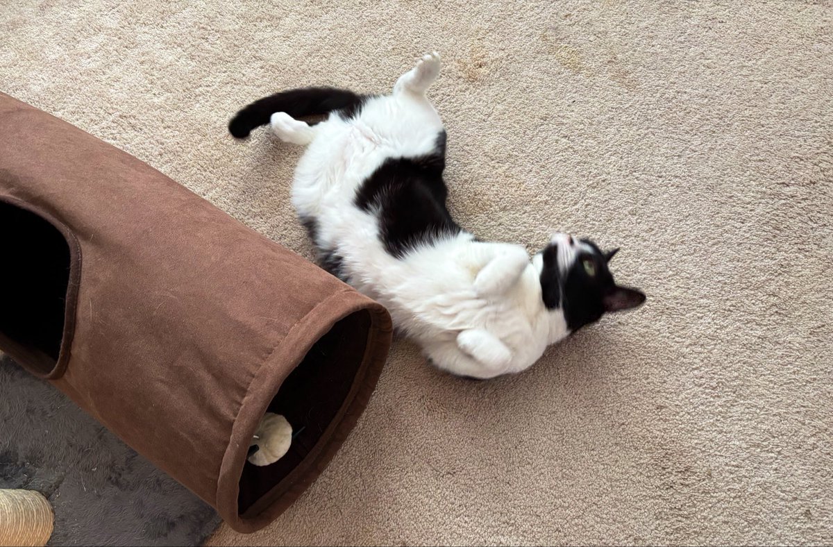 SophieMolly20's tweet photo. Happy #JellyBellyFriday! Wishing you a day filled with blessings and joy!
~💕Sophie
#CatsOnTwitter #CatsOnX https://t.co/t6Yvo5xgl0