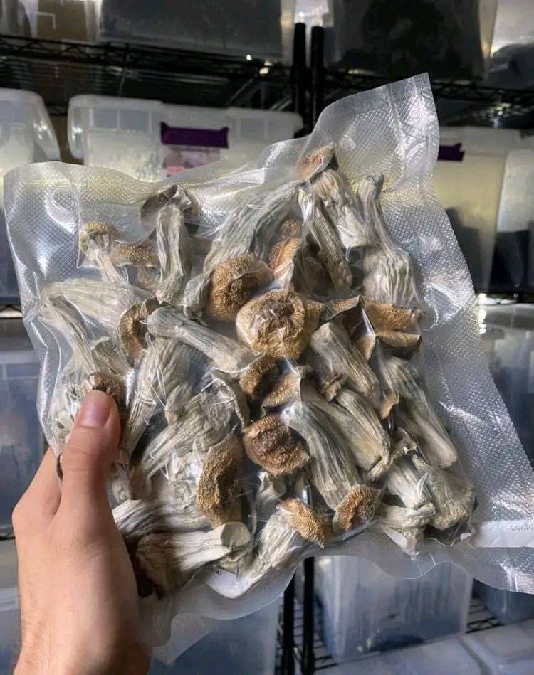 Darius_buds420's tweet photo. Shrooms Available 💯

☎️ Order on https://t.co/hInMyNg33V

Whatsapp +1 (518)932-6815
#weedstore #plug #shroomstore #zaza #weed https://t.co/puKl987HsC