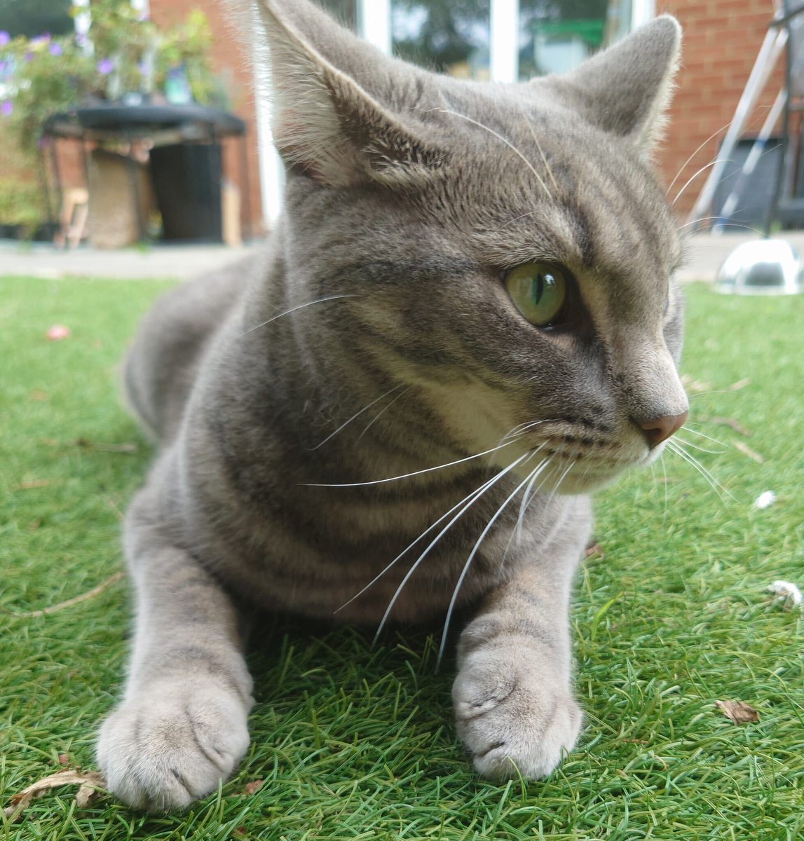 SimonsCat tweet picture