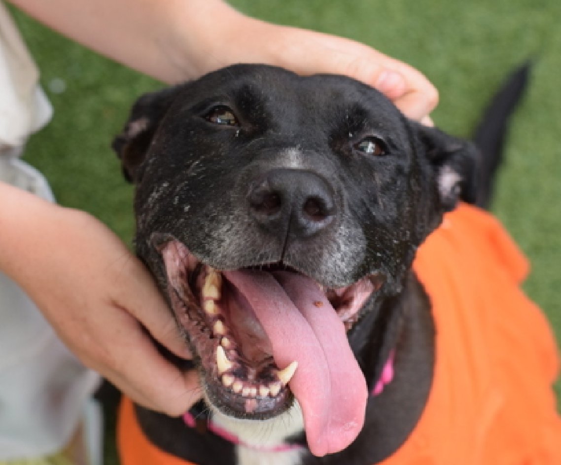 NMBewitched's tweet photo. Tomorrow there is an Adoption Event in Queens 
https://t.co/TT0EmHyNLG 

If I lived in NYC, here are a few who would be on my list for a Meet & Greet 

Shylo https://t.co/MTpxaS715b
Because my heart still wants a Pittie Pocket Rocket 

Tikki https://t.co/HJZgEErtGX 
Because I love a talker 

Oso https://t.co/SKJtrR47ns
Because there is nothing like BIGLOVE 

Karma Chameleon https://t.co/IxELAhmNKc
Because everyone yearns to be needed