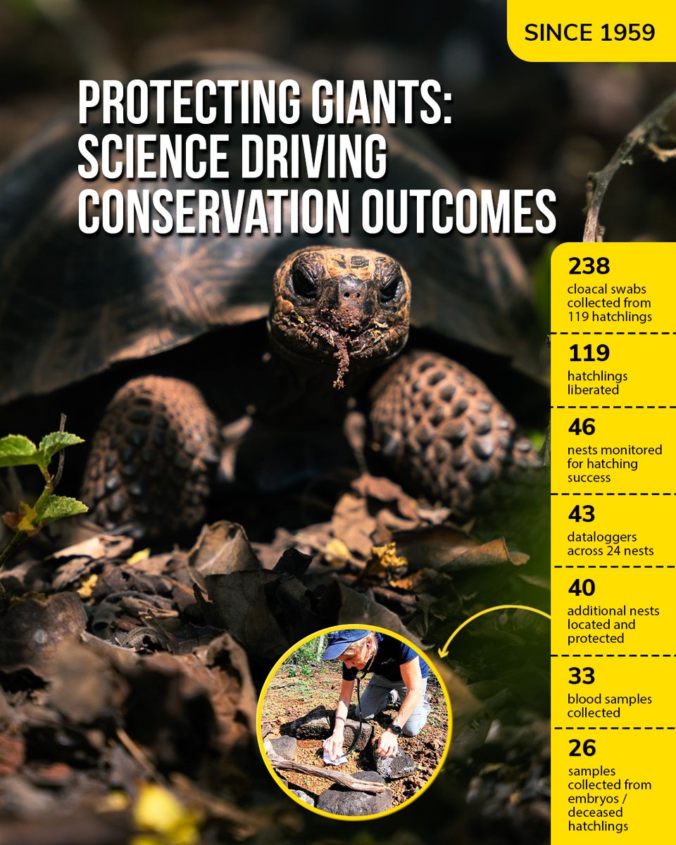 DarwinFound's tweet photo. #ImpactReport | 🐢 In 2025, we published 4 peer-reviewed studies on giant tortoise health, identified the cause of shell lesions, and released 119 critically endangered Eastern Santa Cruz hatchlings. 🌱
 https://t.co/w8ExaGDwWz
 #Galapagos #GiantTortoises https://t.co/YyGGt7WNST