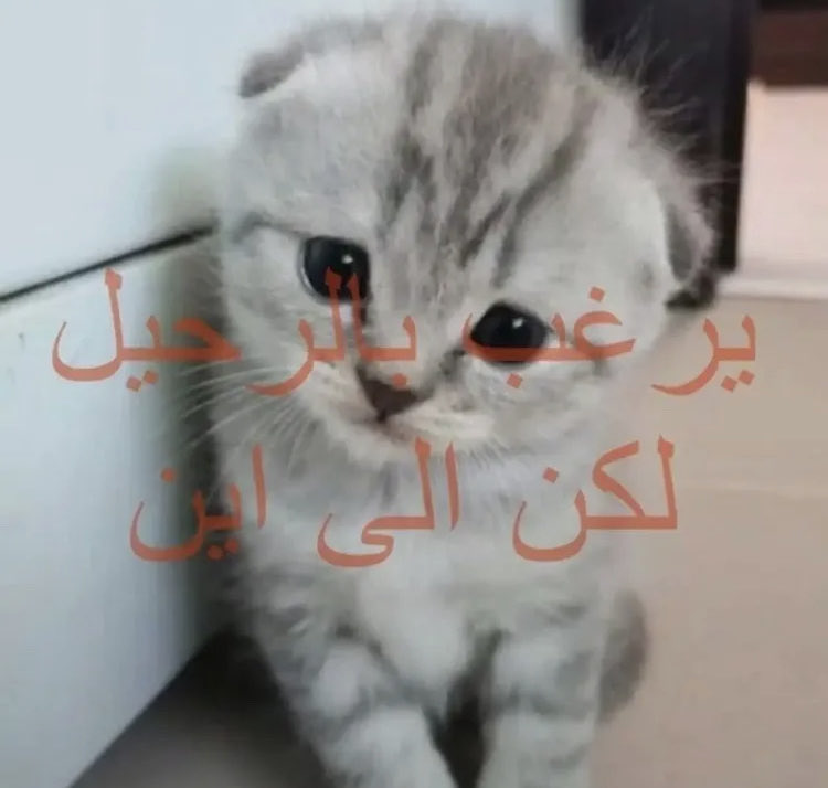 halaxxxx_'s tweet photo. هذا المستخدم https://t.co/VuIGS6TtZf