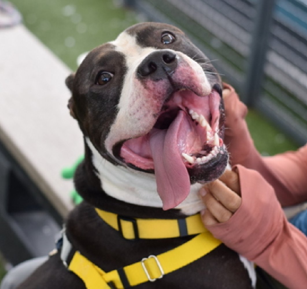 NMBewitched's tweet photo. Tomorrow there is an Adoption Event in Queens 
https://t.co/TT0EmHyNLG 

If I lived in NYC, here are a few who would be on my list for a Meet & Greet 

Shylo https://t.co/MTpxaS715b
Because my heart still wants a Pittie Pocket Rocket 

Tikki https://t.co/HJZgEErtGX 
Because I love a talker 

Oso https://t.co/SKJtrR47ns
Because there is nothing like BIGLOVE 

Karma Chameleon https://t.co/IxELAhmNKc
Because everyone yearns to be needed