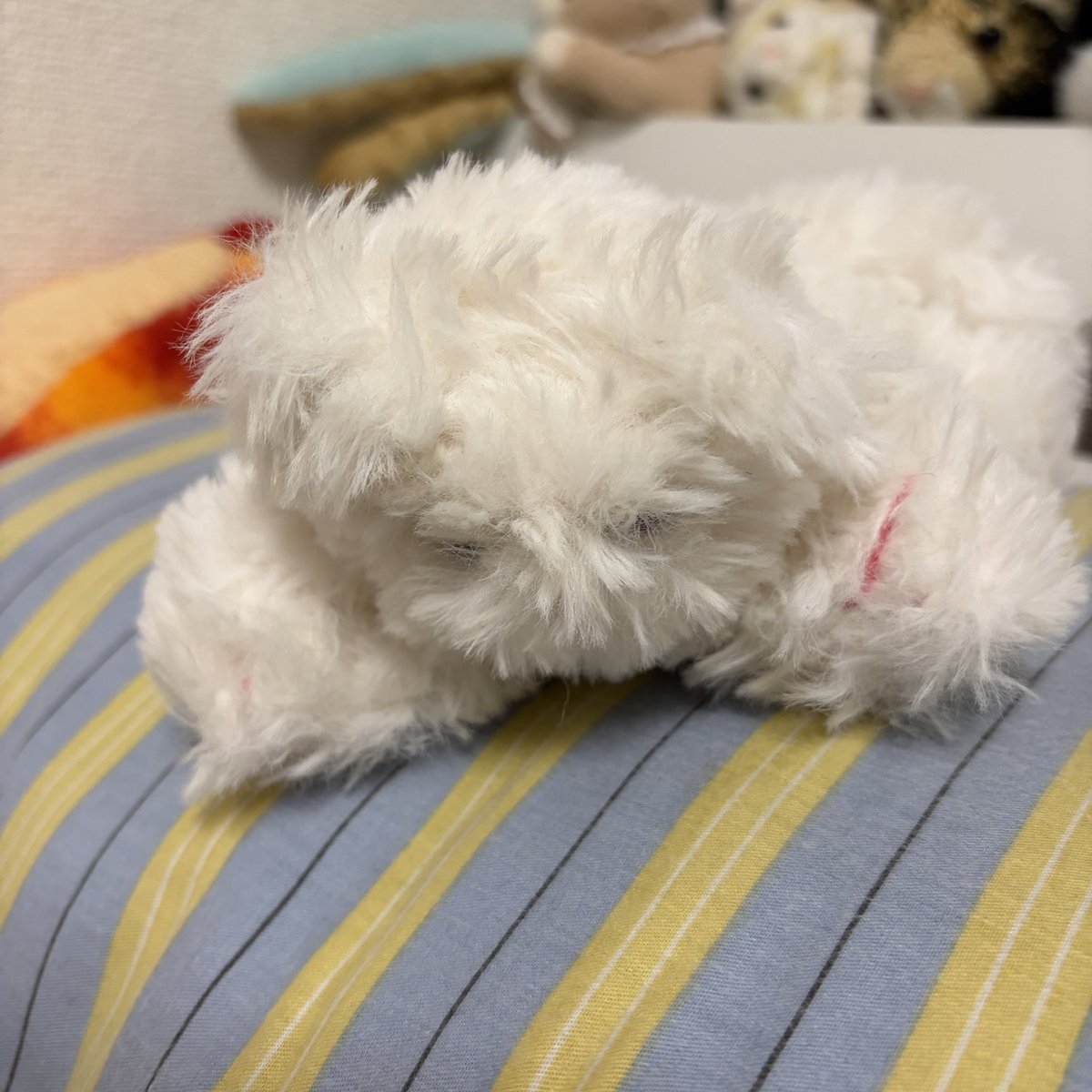 ama__ika's tweet photo. ぬいぐるみ紹介
⭐︎かーにゃ
お母さんが作ってくれたぬいぐるみ、悲しい気持ちの時はだっこして寝ます。ふかふかで寂しがり屋 https://t.co/Hlf64Gspa6