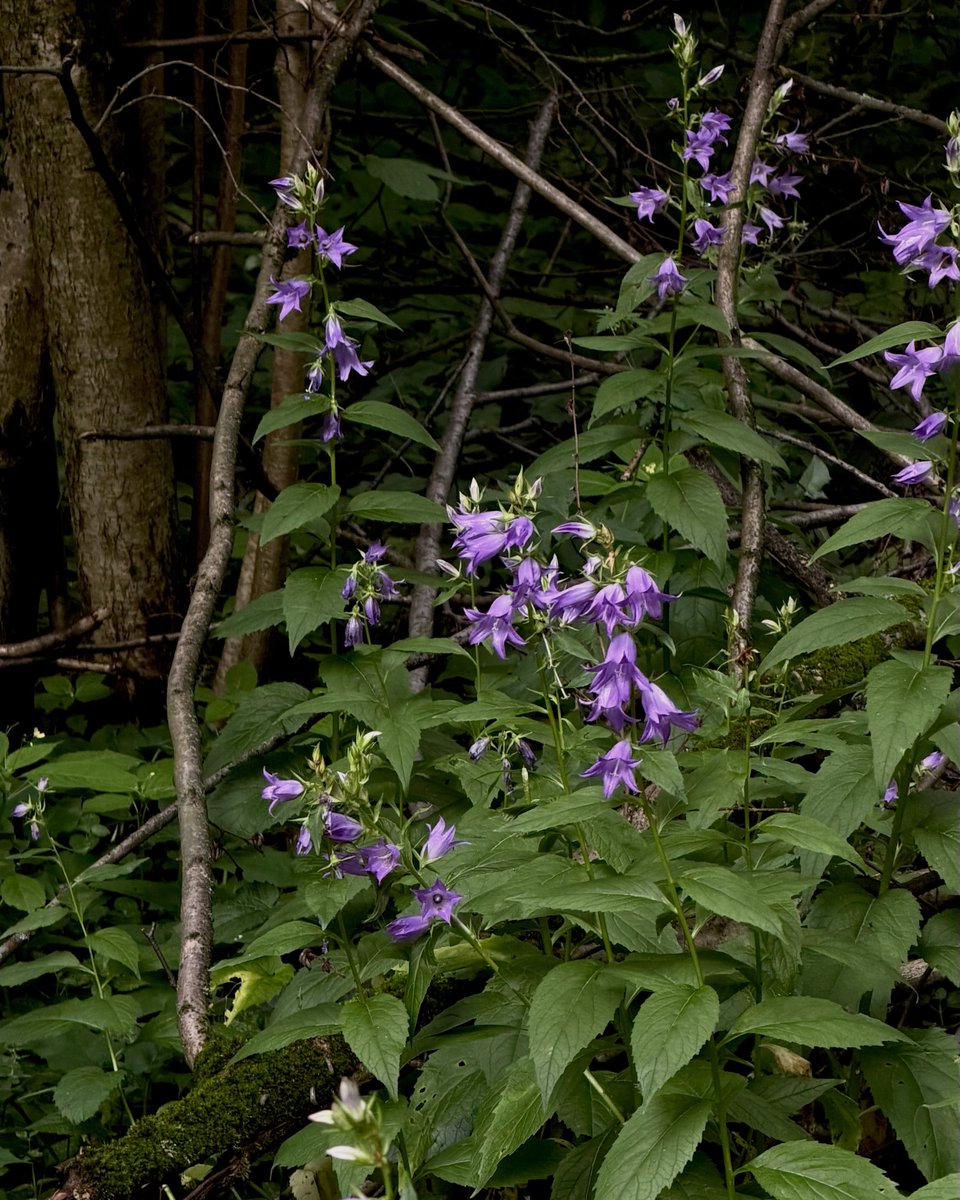Wahid9's tweet photo. Sunday, 4:30 PM. “Want to go for a walk in the forest? ” “Let’s go! ” Spontaneous, no camera, just feeding mosquitoes. I love summer! https://t.co/sSqDUtUCiL