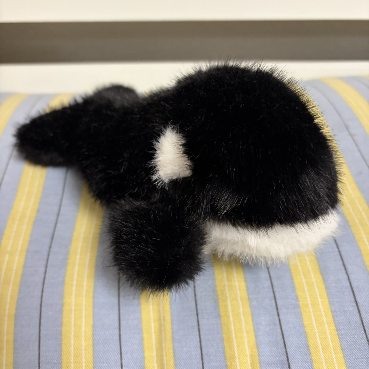 ama__ika's tweet photo. ぬいぐるみ紹介
⭐︎雌シャチ
女性的ないい香りのするシャチのぬいぐるみ、なんか買った時からそんな感じの香りで謎、勝気な性格。 https://t.co/IPmjX2hhR3