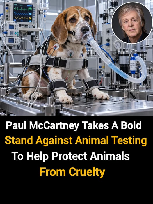 tiger26931's tweet photo. For McCartney, speaking out against animal testing has been a cause connected to his music and public work for decades.
Animals cannot choose whether they become part of an experiment. They deserve a future where their suffering is not treated as the only option. https://t.co/7UFYSjL7iJ