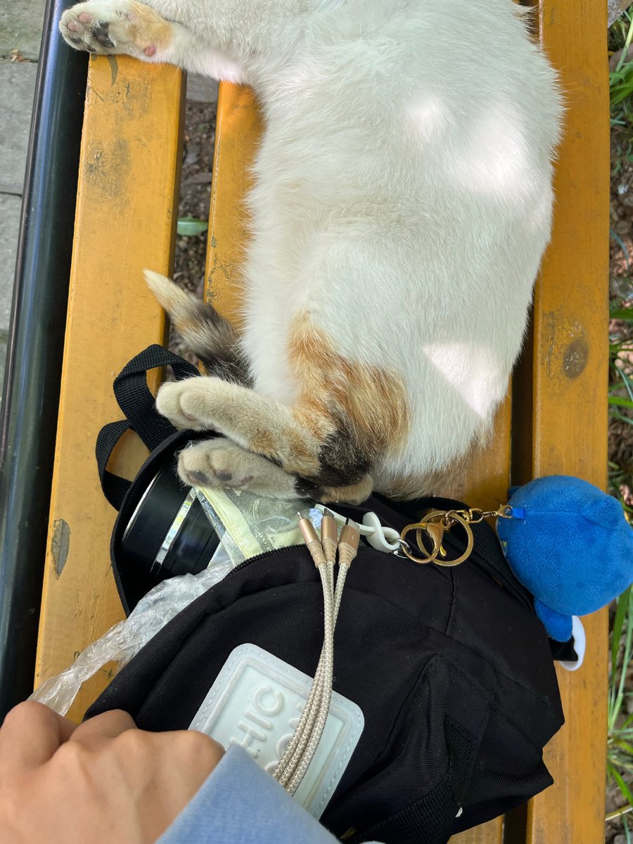 JesseParkewqjs's tweet photo. A stray dog barks, a cat paces by, and a key left on a bench, with faint words that seem to convey a quiet message of the day. https://t.co/SNSVDKDRIu