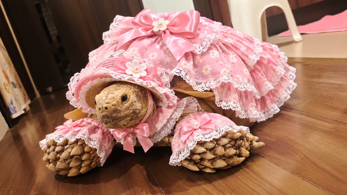 samuraispirits0's tweet photo. おめかし🐢まるこ🐢 https://t.co/S9mk7NaDmP