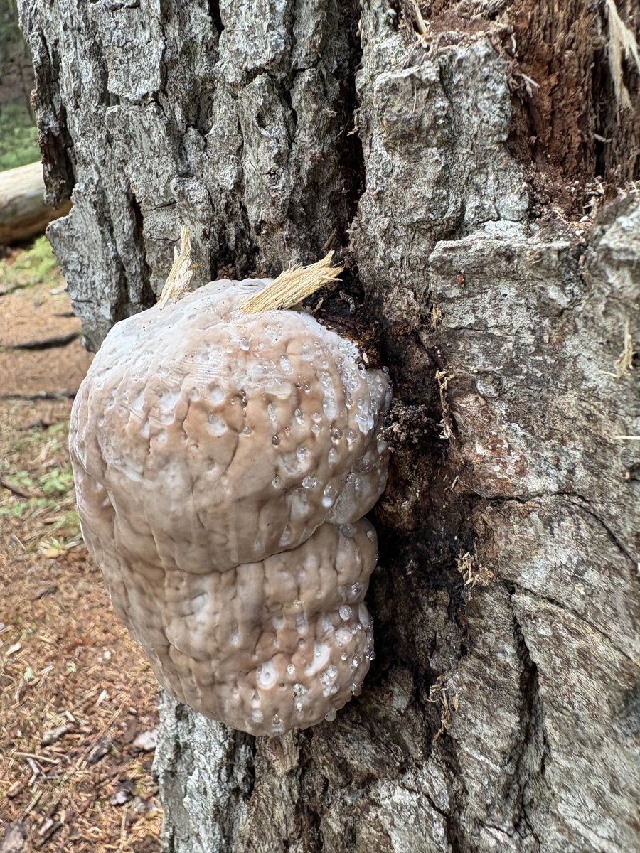 Julainoo's tweet photo. @Magdale45152669 @Hackman_Nce no tak, jak mogłem nie wpaść że gutacja ;))

Z tego co widze na zdjęciach na wiki pniarek ma płaski kształt, taki jaki przeciętna osoba kojarzy słysząc „huba”, ten (a inne jeszcze bardziej) miał kształt obły, jakby przyczepić ziemniaka do drzewa. To wszystko pniarki? https://t.co/ckNYb2x3Mb