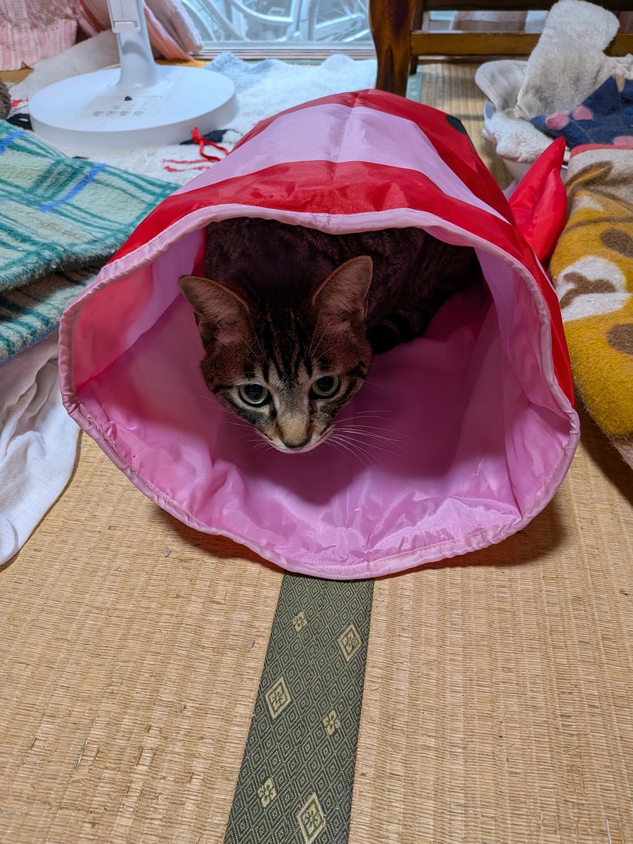 milkmomo's tweet photo. おぉ！福くんさっそく😊 https://t.co/XwXVXoJrXt