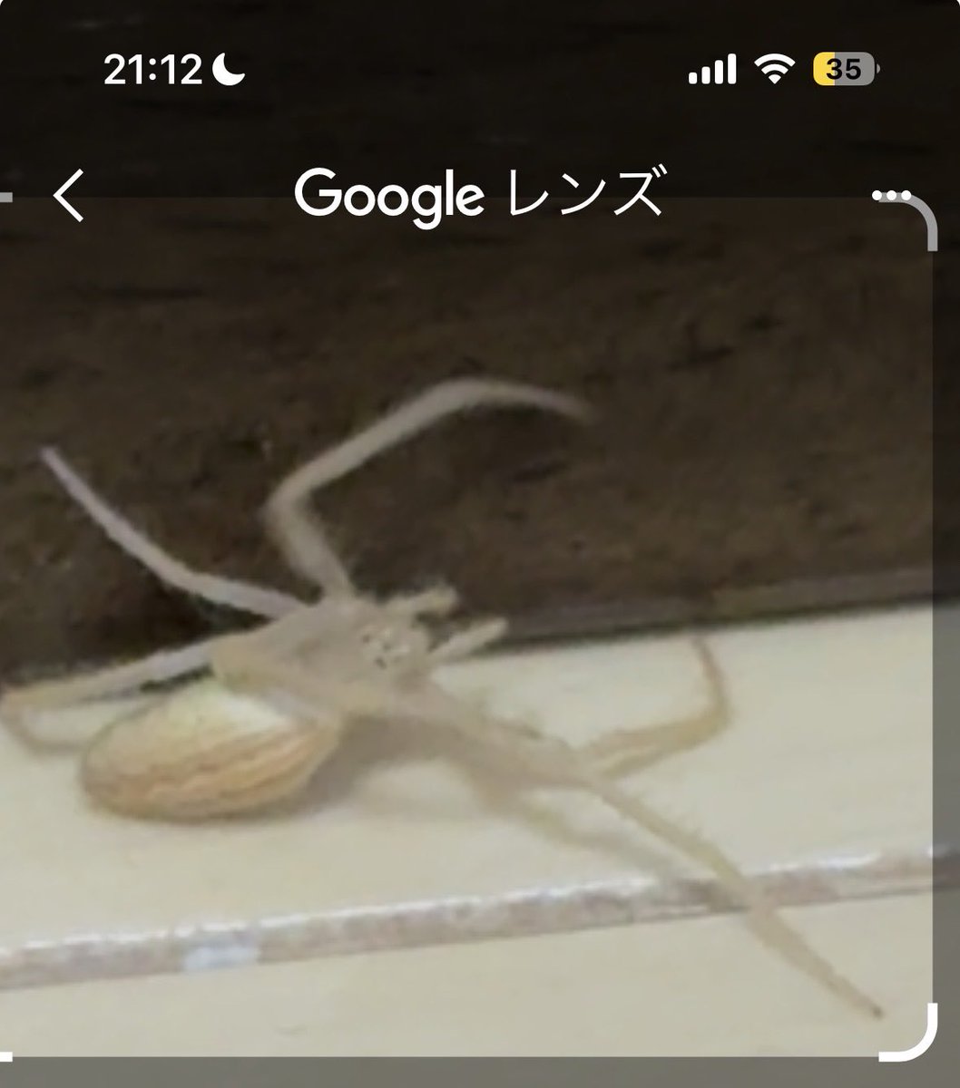 gorira3108's tweet photo. 蜘蛛の種類わかりますか？
 #昆虫
 #蜘蛛 https://t.co/fFBKLKO08m