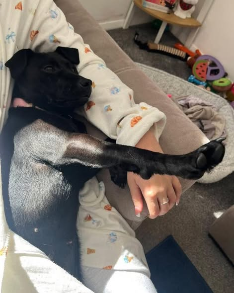 PDRescue's tweet photo. #FosterFriday

URGENT FOSTER or FOREVER HOME NEEDED

10-month-old Stormy is absolutely loving life in foster and is learning all about what it means to be part of a home, however this foster home is only temporary.

https://t.co/1HC4pKwG6M https://t.co/gspE2aa0FG