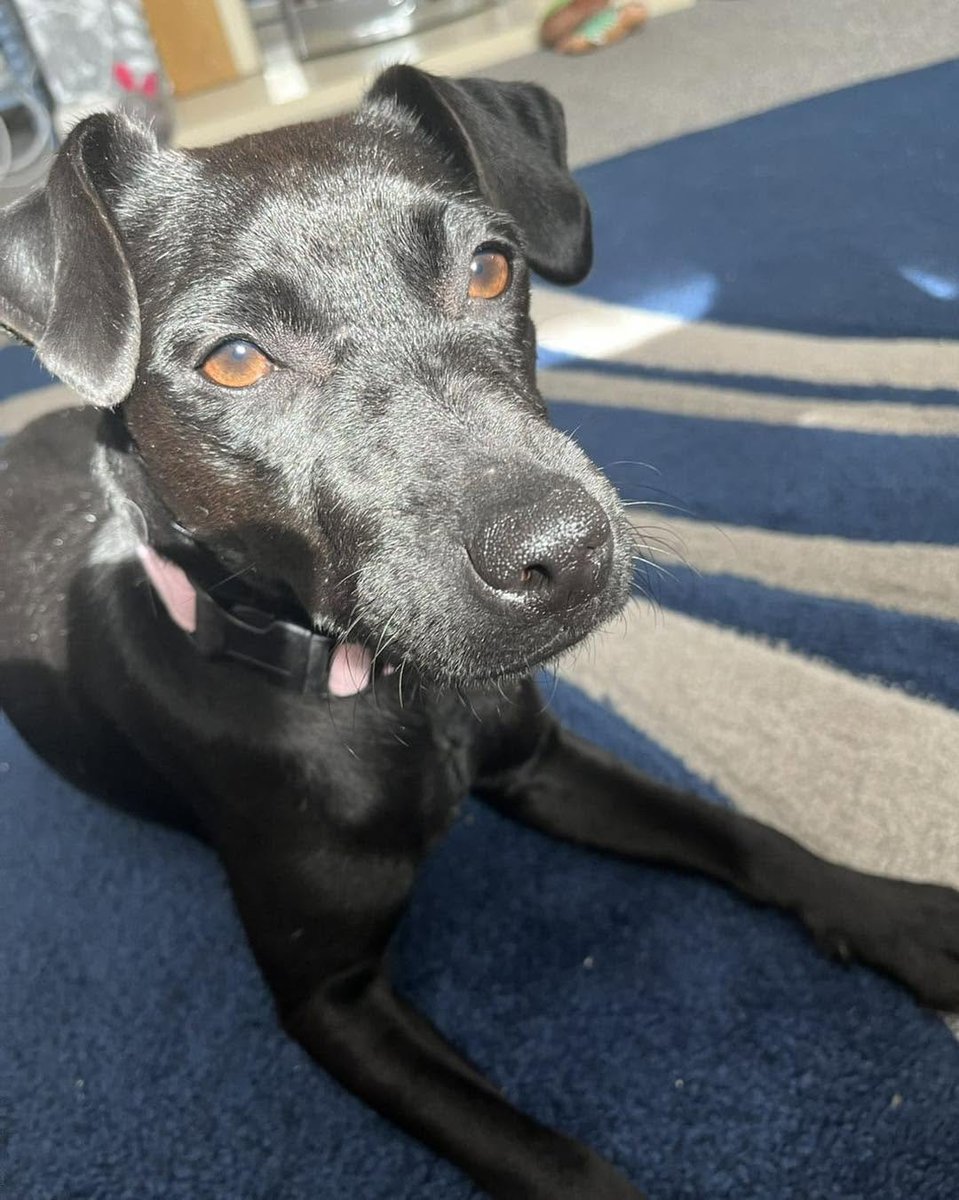 PDRescue's tweet photo. #FosterFriday

URGENT FOSTER or FOREVER HOME NEEDED

10-month-old Stormy is absolutely loving life in foster and is learning all about what it means to be part of a home, however this foster home is only temporary.

https://t.co/1HC4pKwG6M https://t.co/gspE2aa0FG