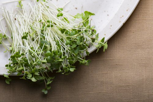 RobbyDsLilGreen's tweet photo. To every campus dining buyer still scrolling: this is broccoli, at the one age where it actually tastes like candy. 🥦

Sweet Mango Splash — broccoli microgreens that taste like mango. 16 fl oz, monk-fruit sweetened. Your students' energy-drink era is over. 😉 #DrinkLocal https://t.co/NXPsGjq79L